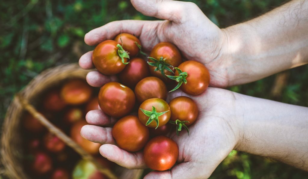 fresh tomatoes