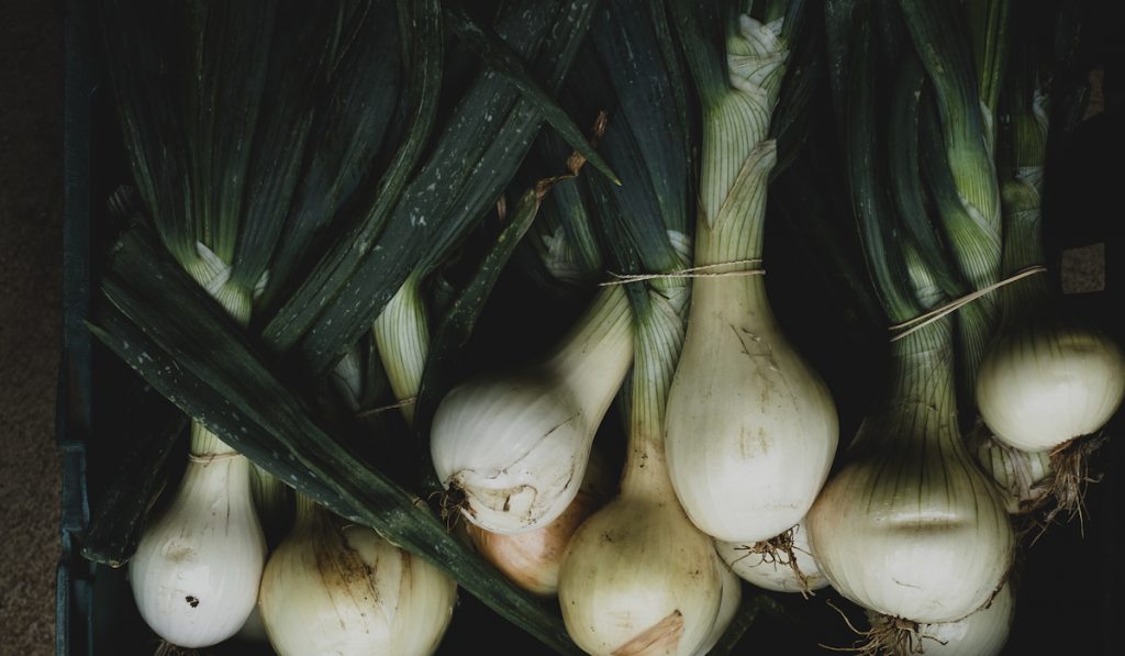 sweet white onions